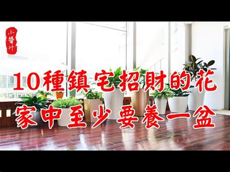 室內假植物風水